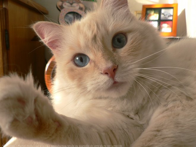 Photo de Ragdoll