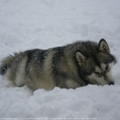 Photo de Malamute de l'alaska