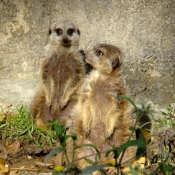 Photo de Suricate