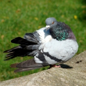 Photo de Pigeon