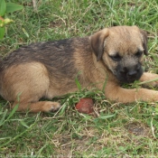 Photo de Border terrier