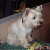 Photo de West highland white terrier