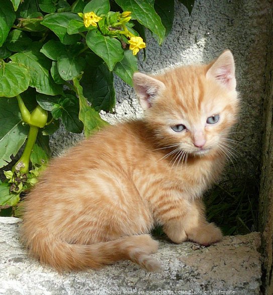 Photo de Chat domestique