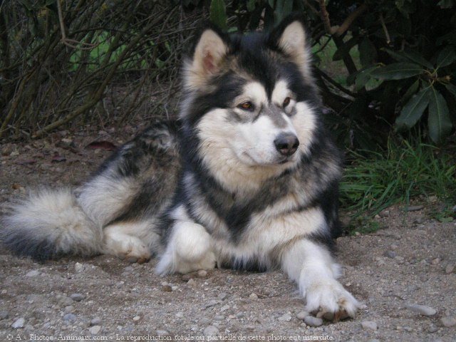 Photo de Malamute de l'alaska