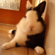 Photo de Lapin