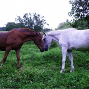 Photo de Races diffrentes