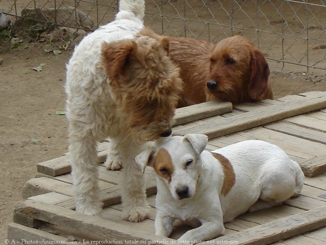 Photo de Jack russell terrier