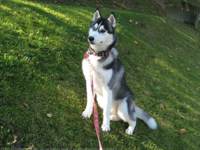 Photo de Husky siberien