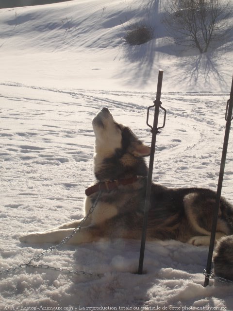 Photo de Malamute de l'alaska