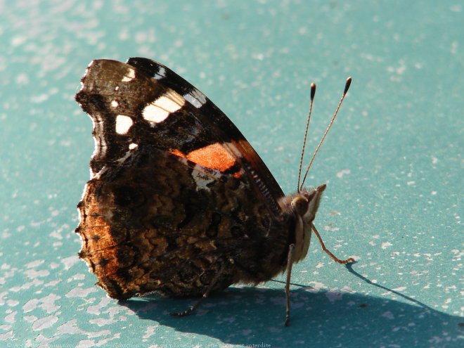 Photo de Papillon - vulcain