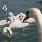 Photo de Cygne