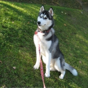 Photo de Husky siberien