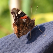 Photo de Papillon - vulcain