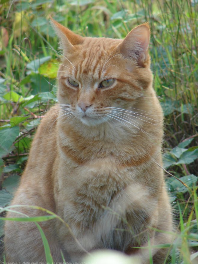 Photo de Chat domestique