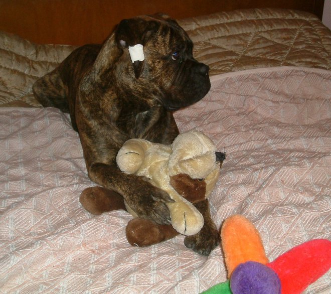 Photo de Bullmastiff