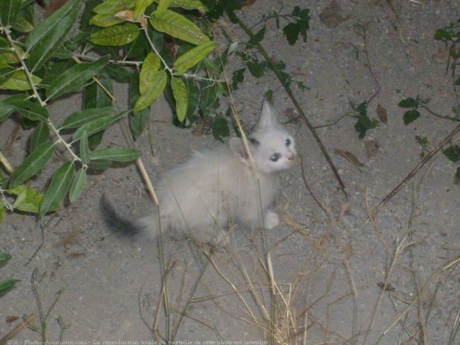 Photo de Chat domestique