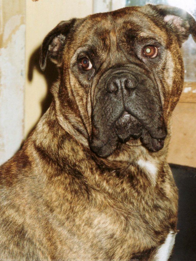 Photo de Bullmastiff