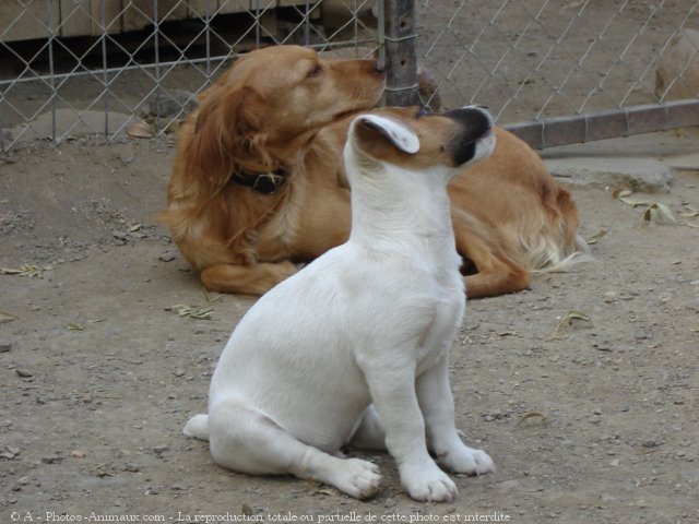 Photo de Jack russell terrier