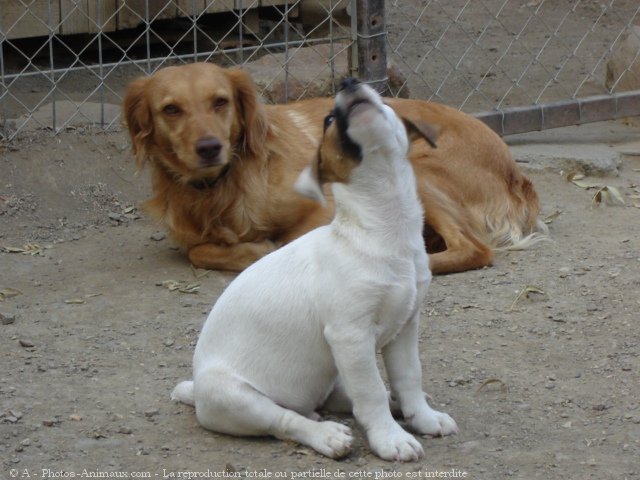 Photo de Jack russell terrier