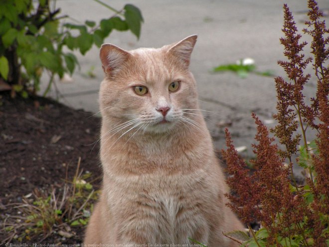 Photo de Chat domestique