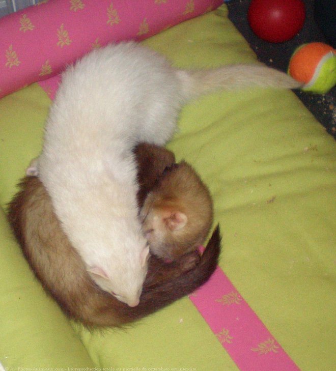 Photo de Furet