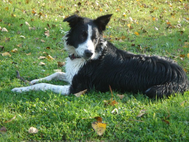 Photo de Border collie