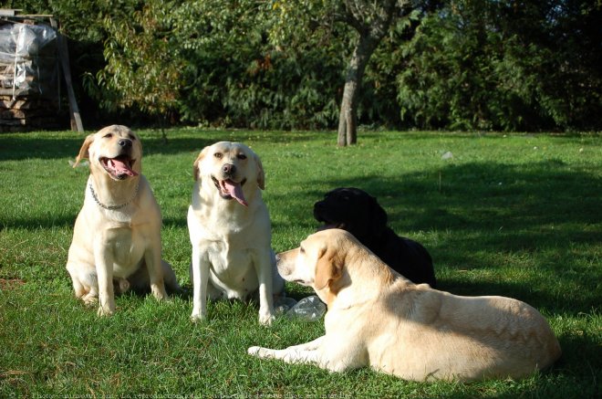 Photo de Labrador retriever