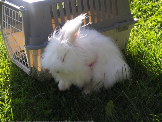 Photo de Lapin