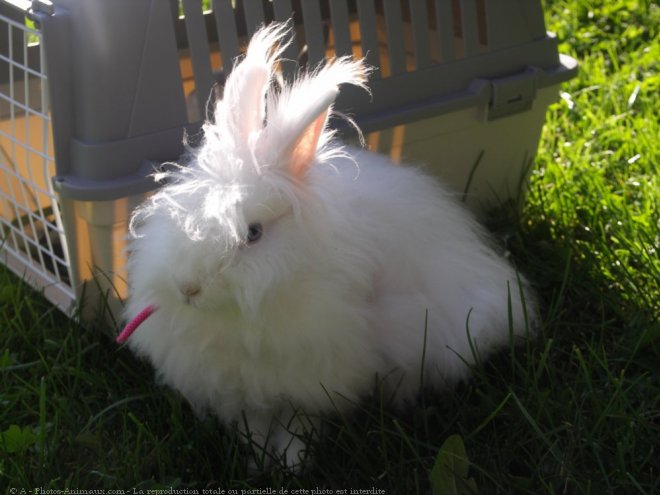 Photo de Lapin