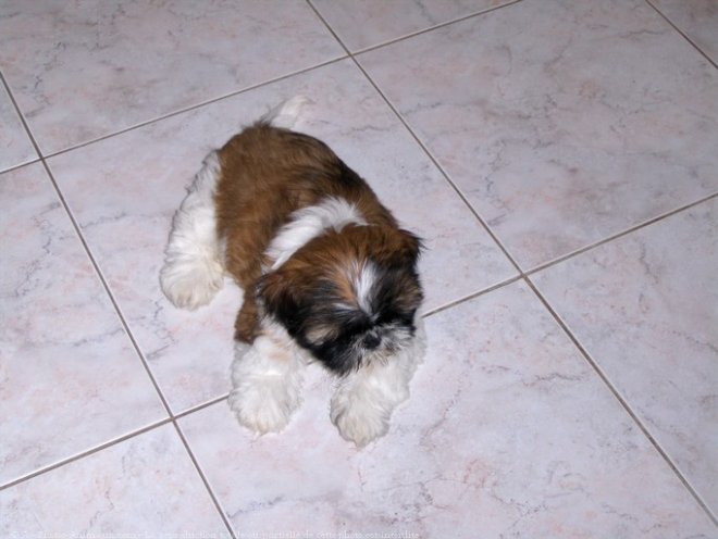 Photo de Shih tzu