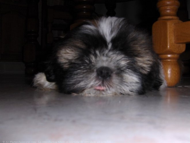 Photo de Shih tzu