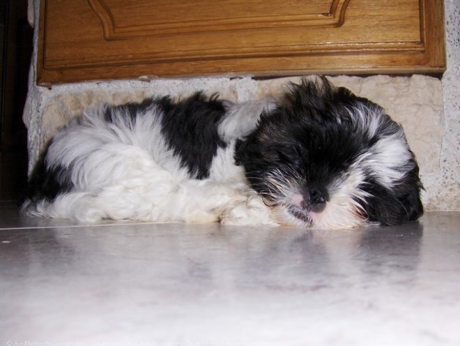 Photo de Shih tzu