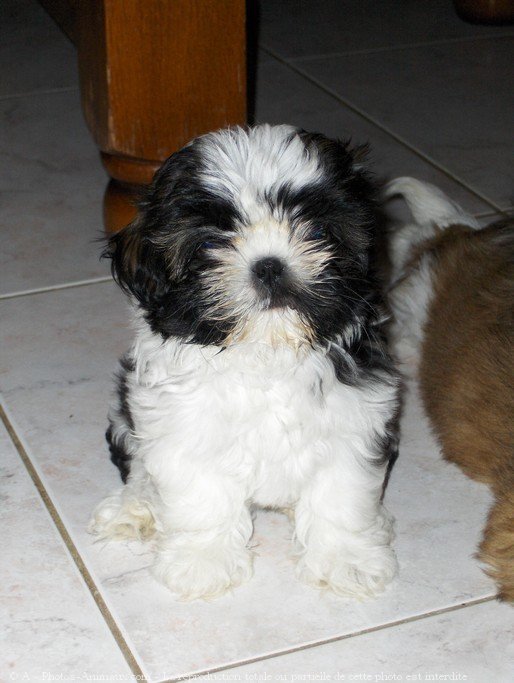 Photo de Shih tzu