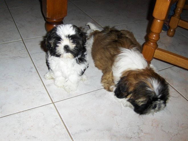 Photo de Shih tzu