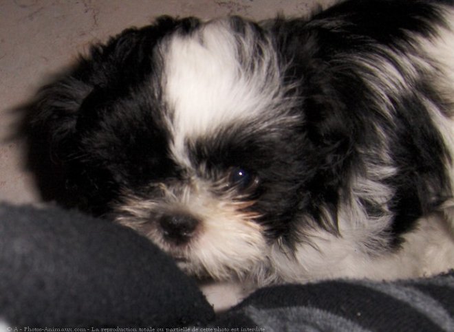 Photo de Shih tzu