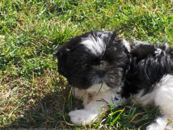 Photo de Shih tzu