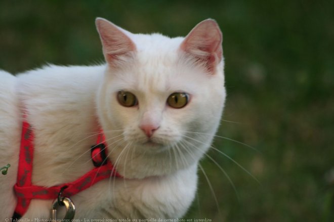 Photo de Chat domestique