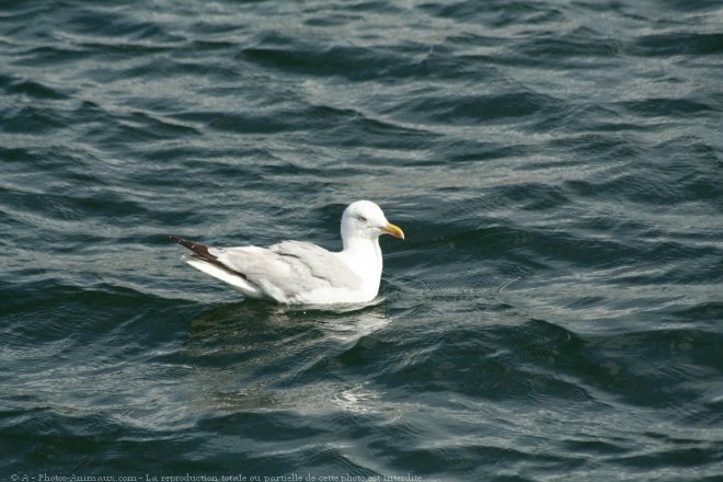 Photo de Mouette