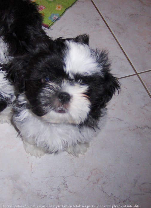 Photo de Shih tzu