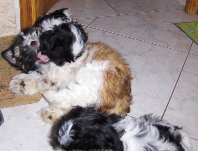 Photo de Shih tzu