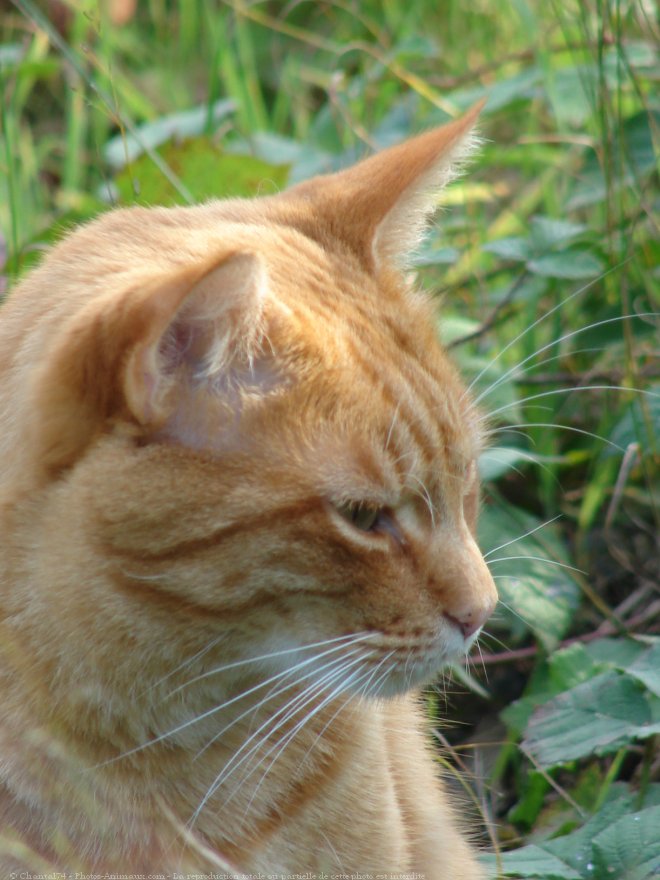 Photo de Chat domestique