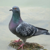 Photo de Pigeon