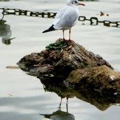 Photo de Mouette