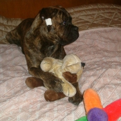 Photo de Bullmastiff