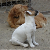 Photo de Jack russell terrier