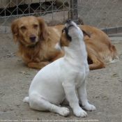 Photo de Jack russell terrier