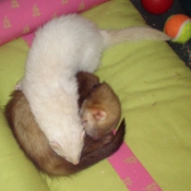 Photo de Furet