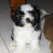 Photo de Shih tzu