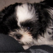 Photo de Shih tzu