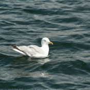 Photo de Mouette